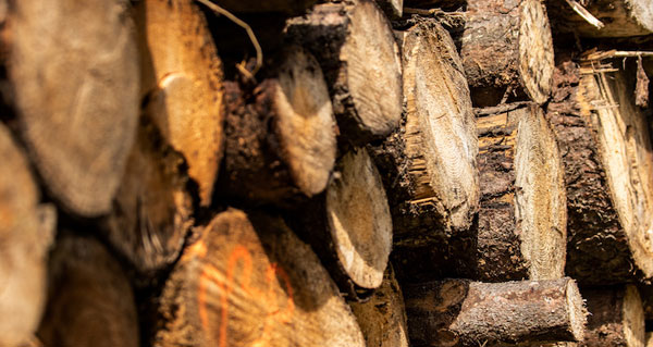 Scorecard Ranks US Retailers on Sustainably Produced Wood Furniture