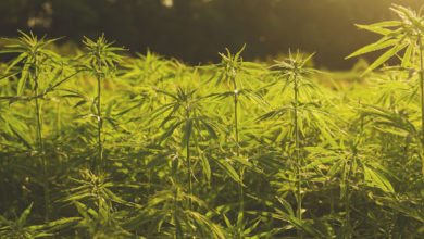 Sustainable Hemp Industry Looks to Future at RC&D Meeting