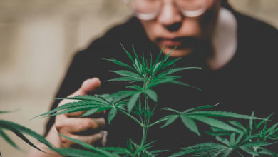 New Senate Bill Would Legalize Recreational Pot in PA