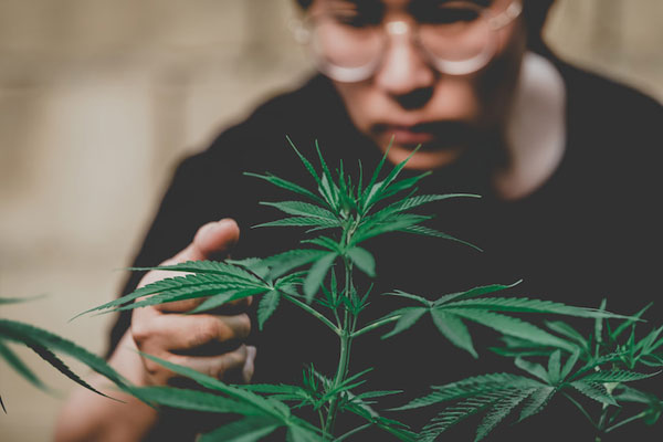 New Senate Bill Would Legalize Recreational Pot in PA