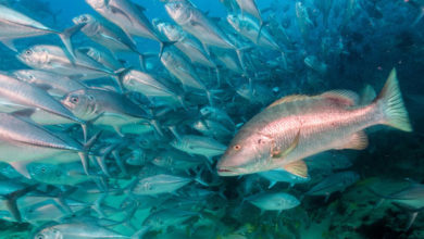 South Atlantic Fishery Council Requires Catch-and-Release Devices