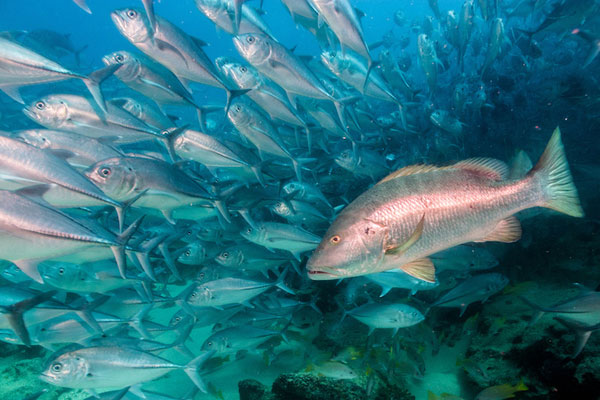 South Atlantic Fishery Council Requires Catch-and-Release Devices