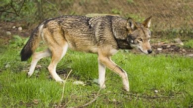 NC Governor Urges Protection of Red Wolves