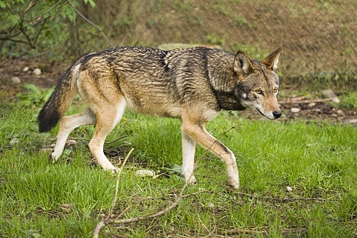 NC Governor Urges Protection of Red Wolves