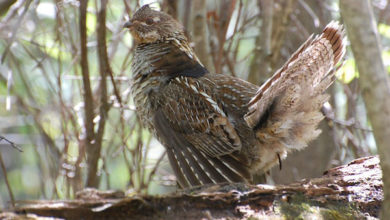 Report: Climate Change Putting Wildlife at Risk