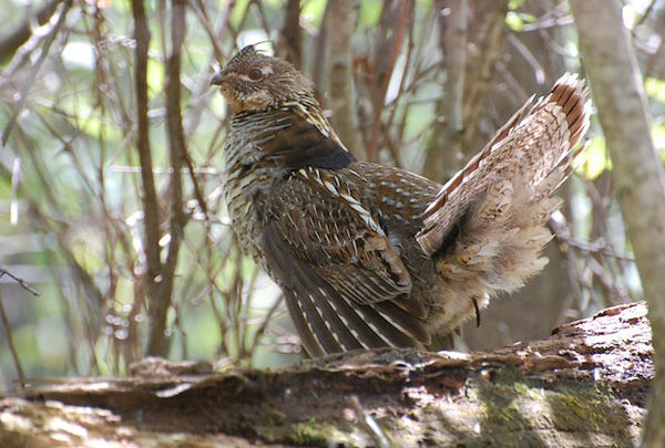 Report: Climate Change Putting Wildlife at Risk